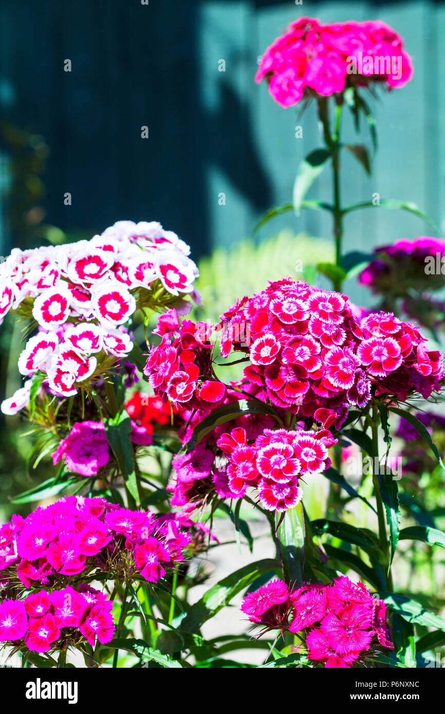 Sweet Williams fleurs, Dianthus barbatus Sweet William fleurs en été, les plantes à fleurs, William Sweet Sweet William plantes, fleurs, plantes, Banque D'Images