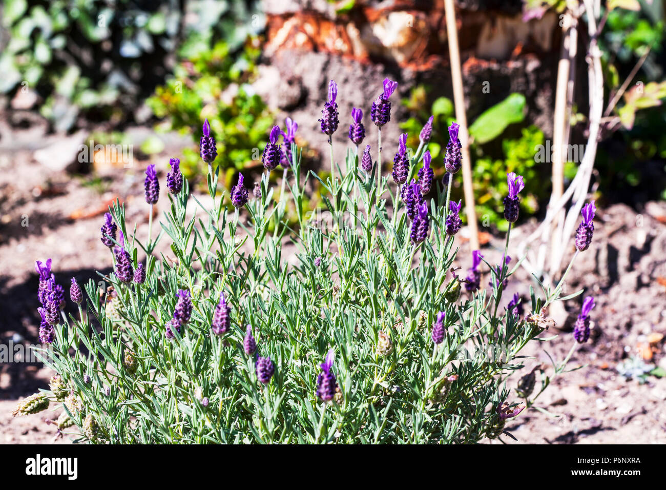 L'usine de lavande, lavande, plante, Lavandula, Nepetoídeae, fleur de lavande, fleurs de lavande, lavande, fleurs de lavande, fleurs de lavande jardin UK Banque D'Images
