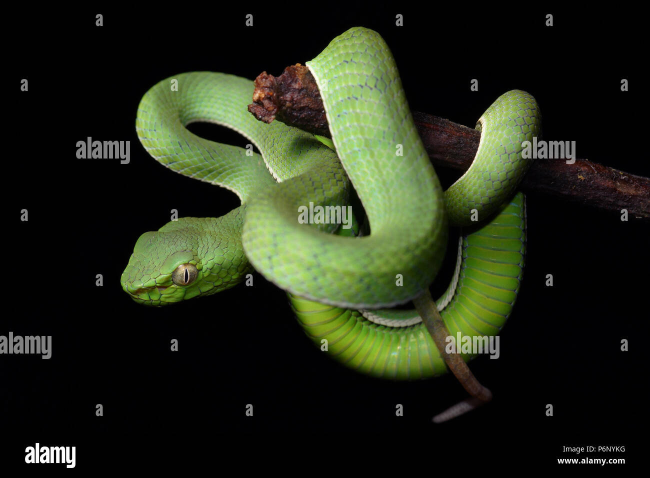 Pit Viper Trimeresurus sumatranus Sumatra Banque D'Images