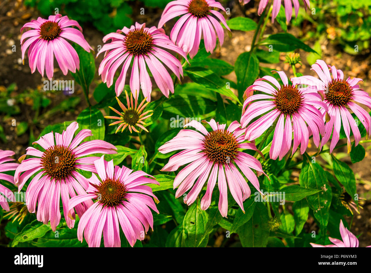Magnifiques fleurs roses au parc de Bagatelle à Paris, France Banque D'Images