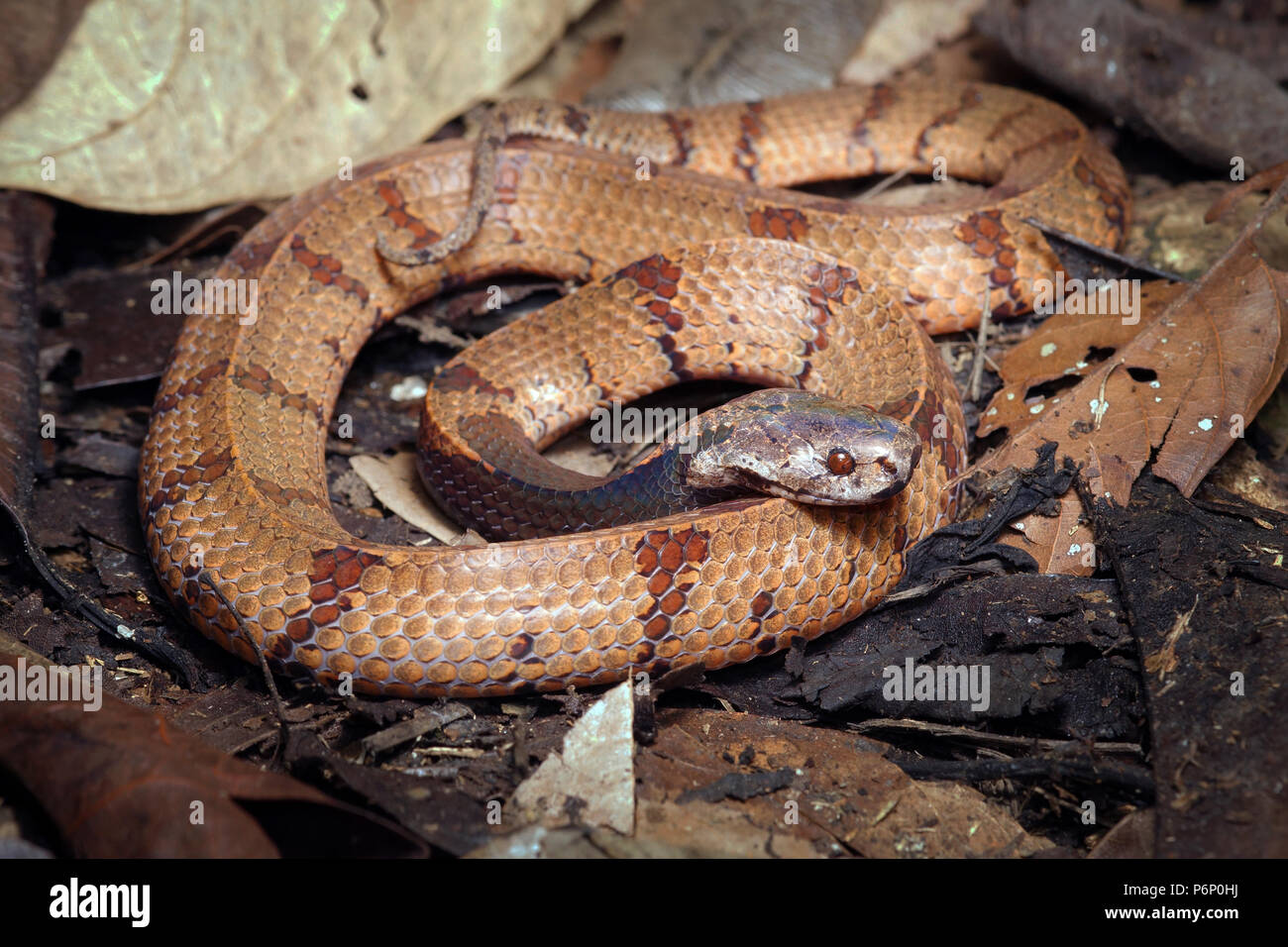 Asthenodipsas malaccanus serpent limace de Malaisie Banque D'Images