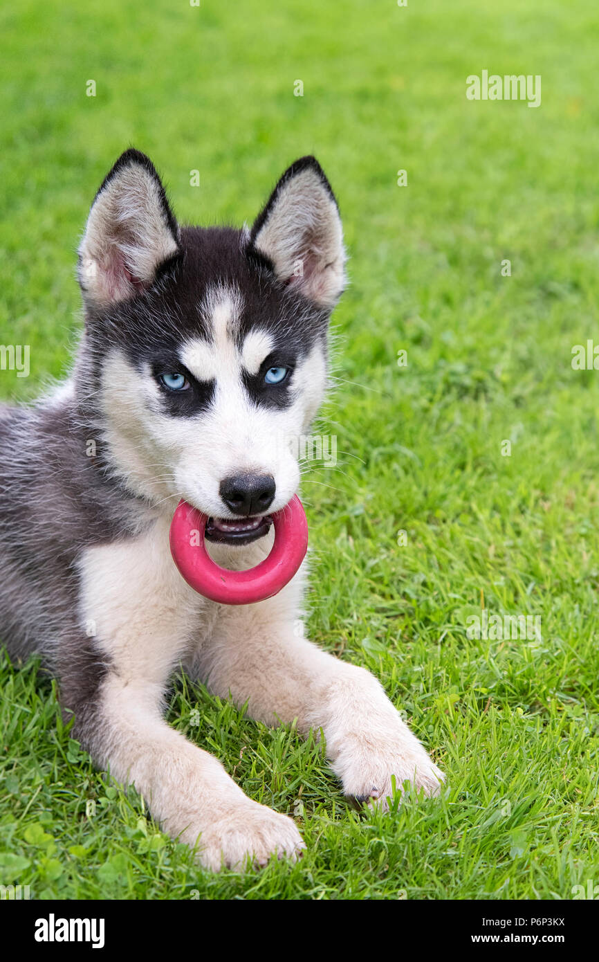 Mignon chiot Husky Sibérien jouer jouet sur l'herbe. Mignon chien Banque D'Images