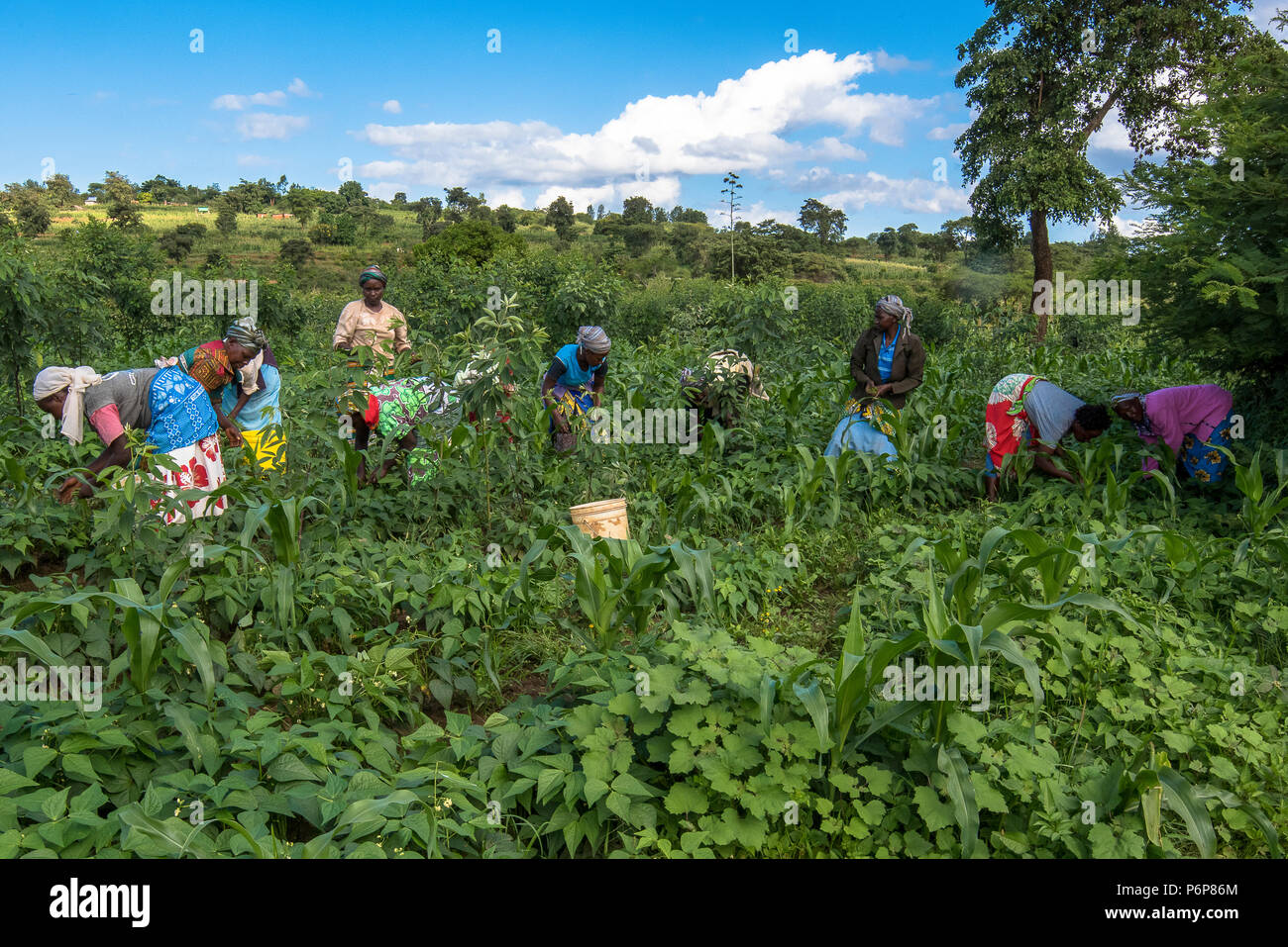 La récolte de féveroles à Machakos, au Kenya. Banque D'Images