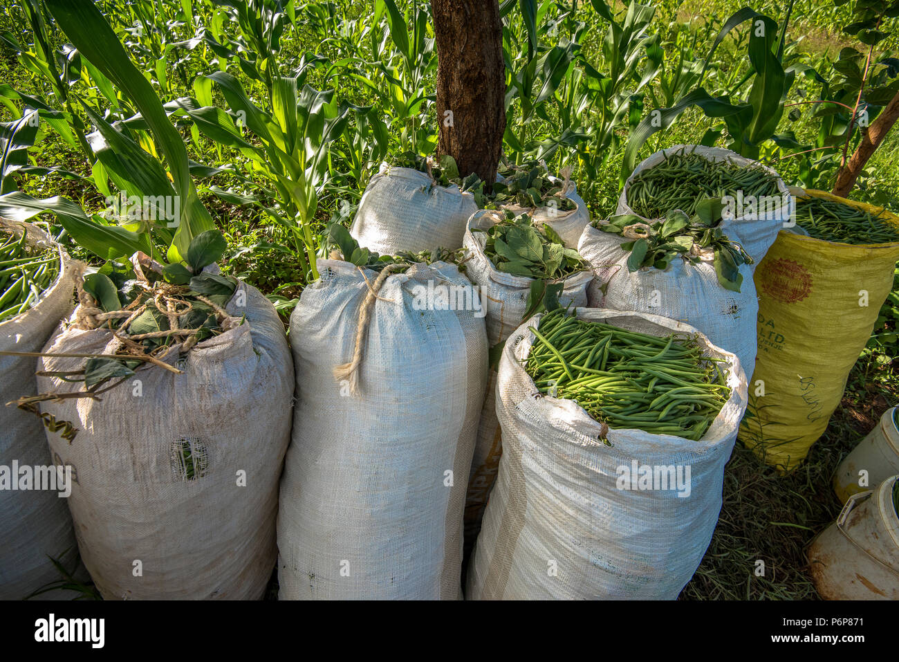 La récolte de féveroles à Machakos, au Kenya. Banque D'Images