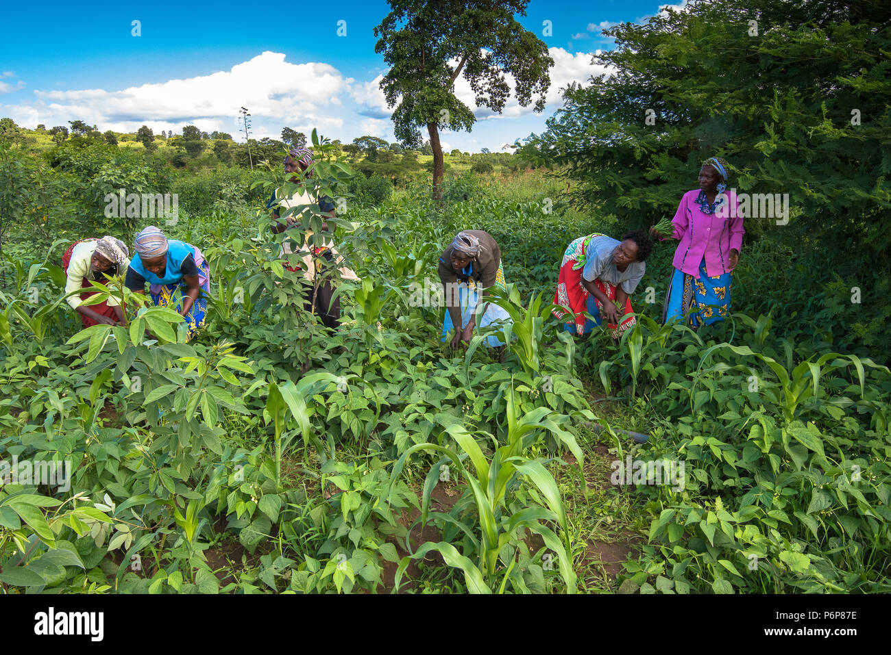 La récolte de féveroles à Machakos, Kenya.. Banque D'Images