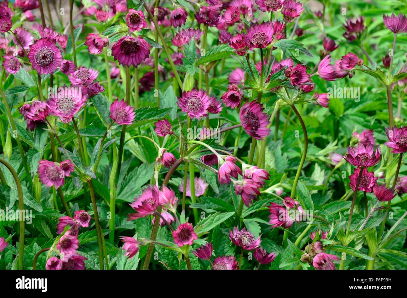 Astrantia major Gill Richardson masterwort fleurs Banque D'Images