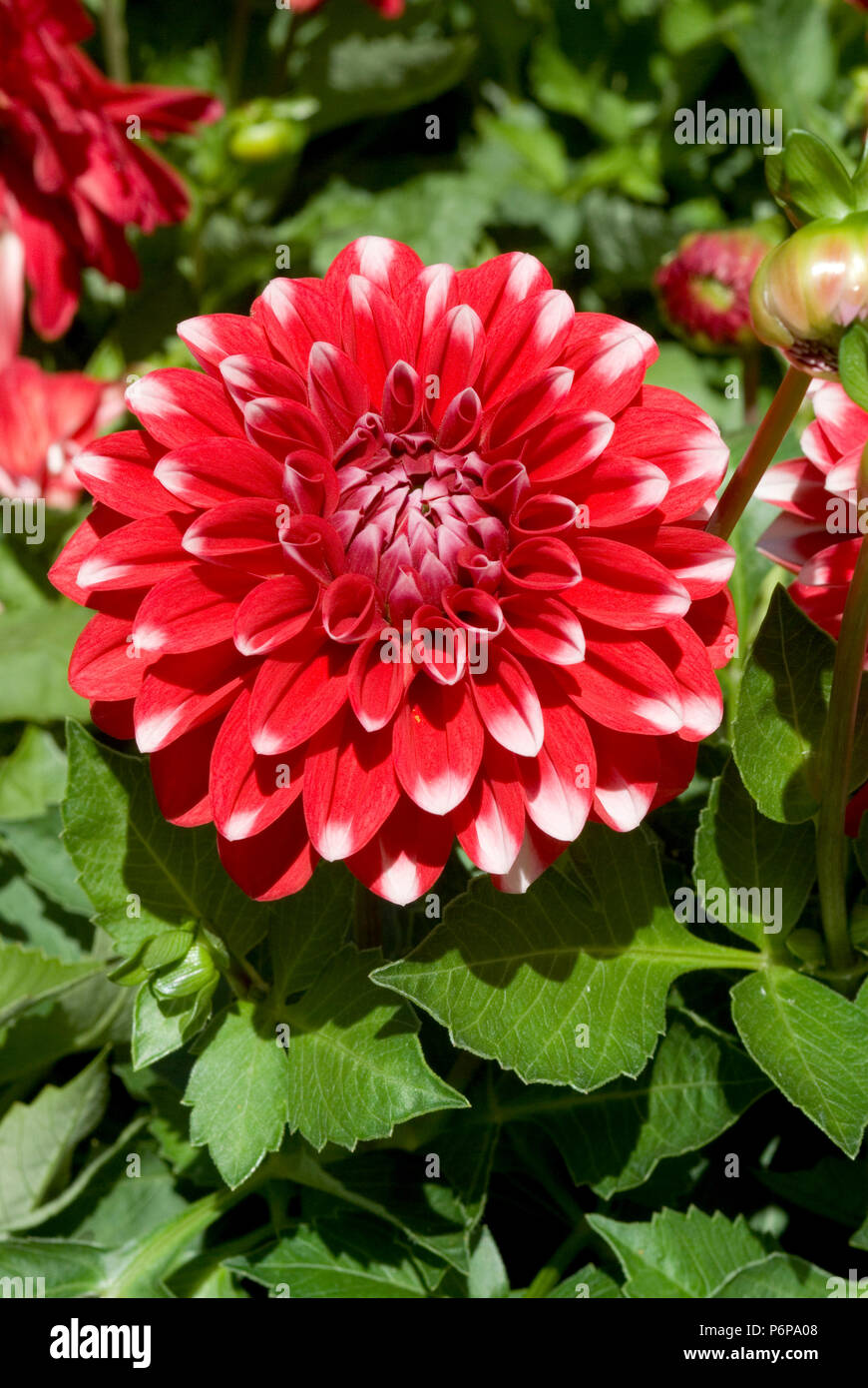 Maxi Dahlia Tampico Banque D'Images