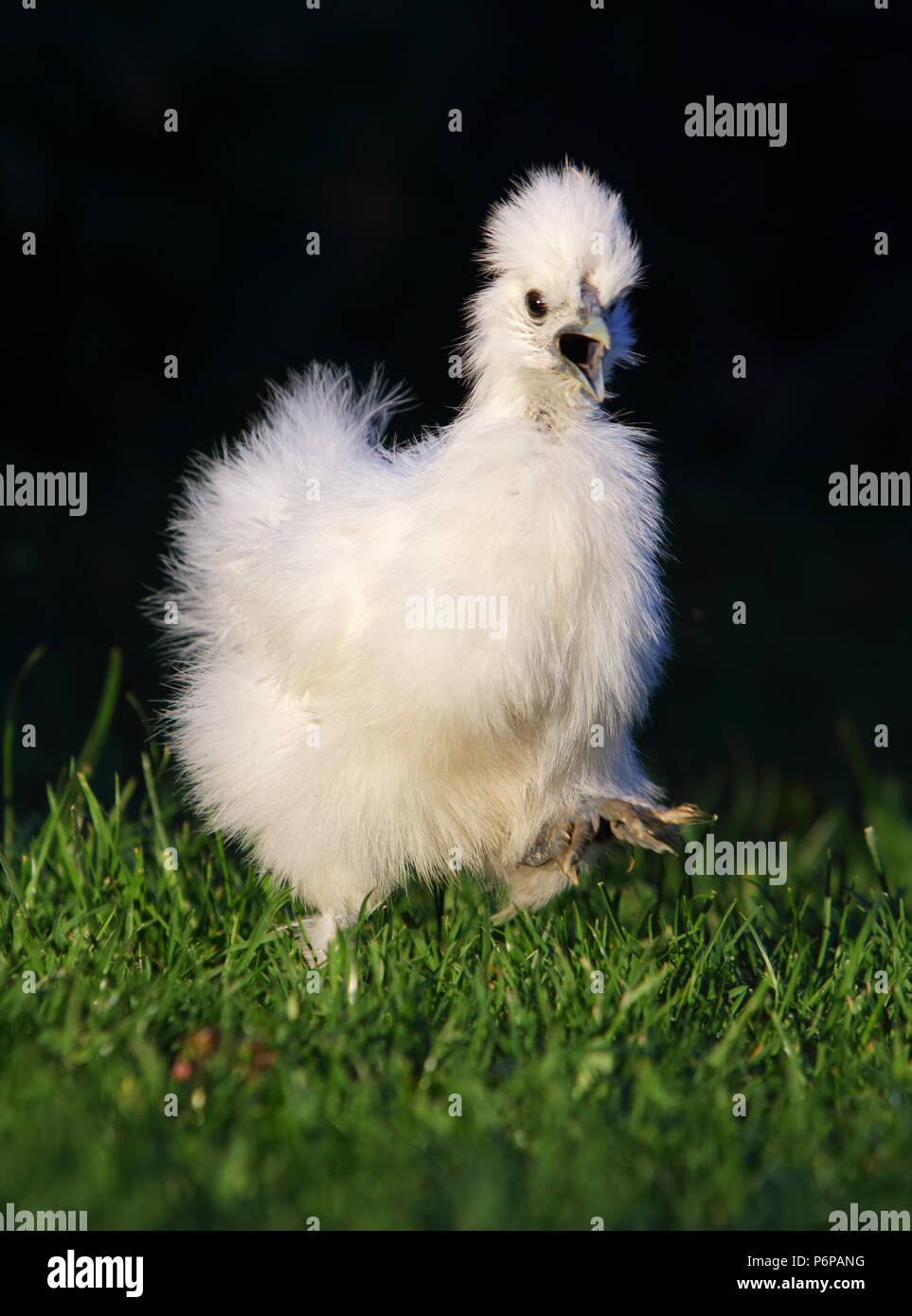 Un peu de poulets sur un gazon, piscine Banque D'Images