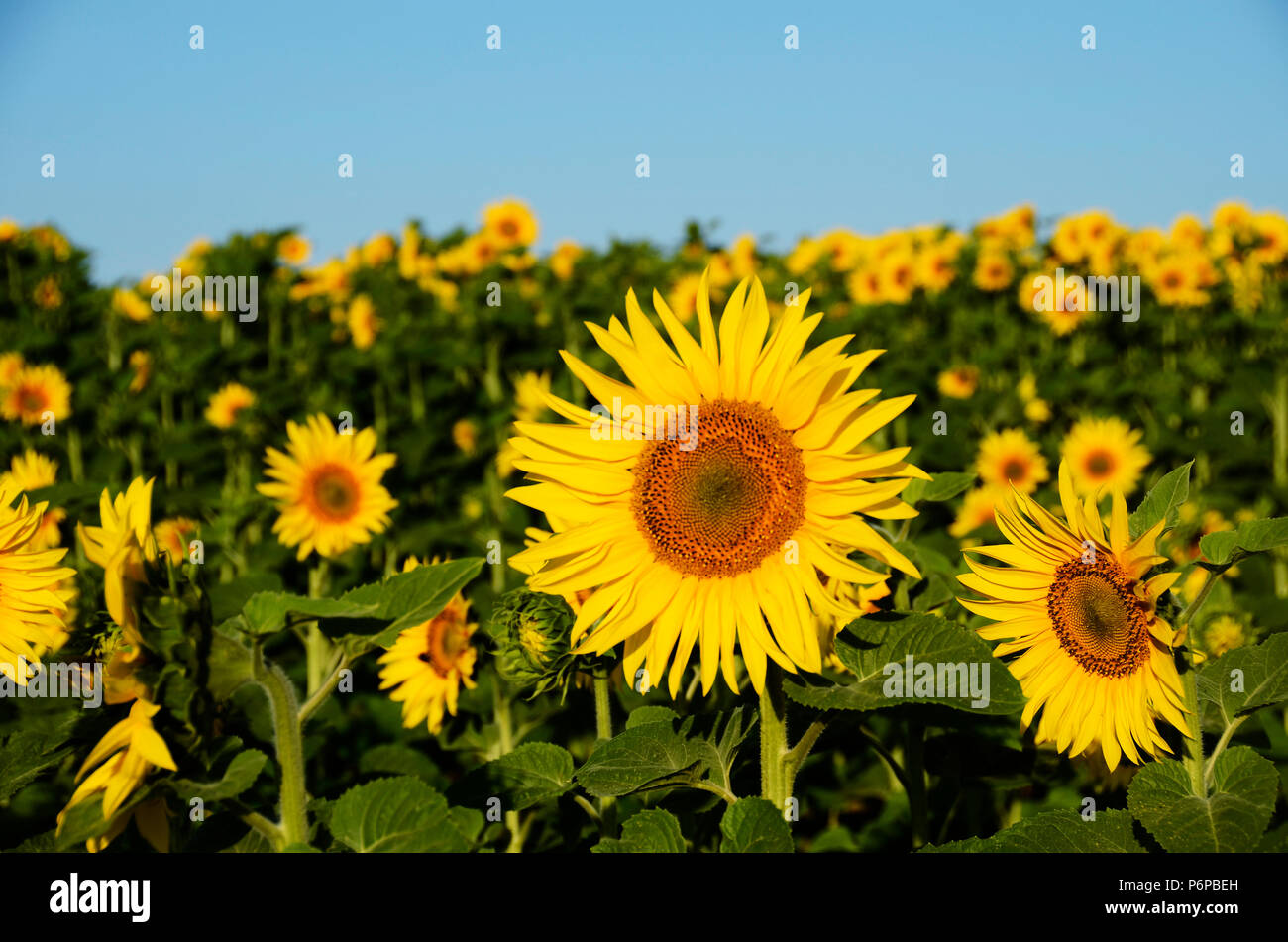 Et tournesol tournesol flou pour champ d'été floral background Banque D'Images