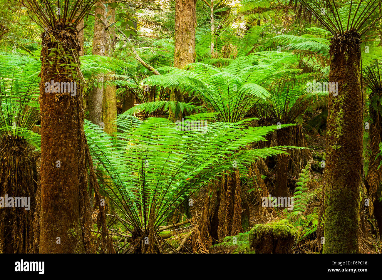 Fougères géantes en Tasmanie's Mount Field National Park. Banque D'Images