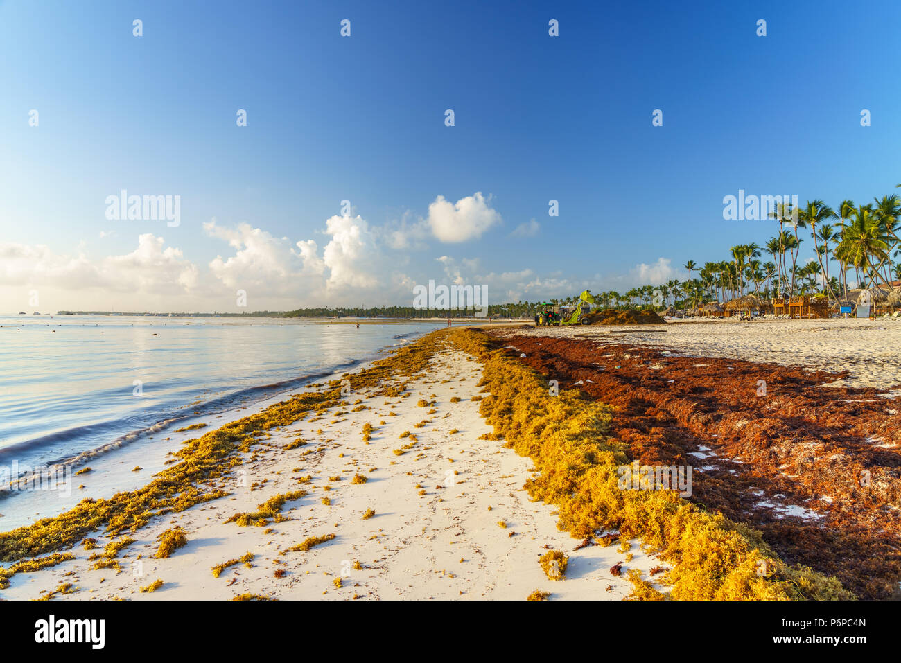 Punta Cana, République dominicaine - 19 juin 2018 : l'algue sargassum sur la plage de l'océan beaytiful à Bavaro, Punta Cana, le résultat du réchauffement climatique Le changement climatique. Banque D'Images