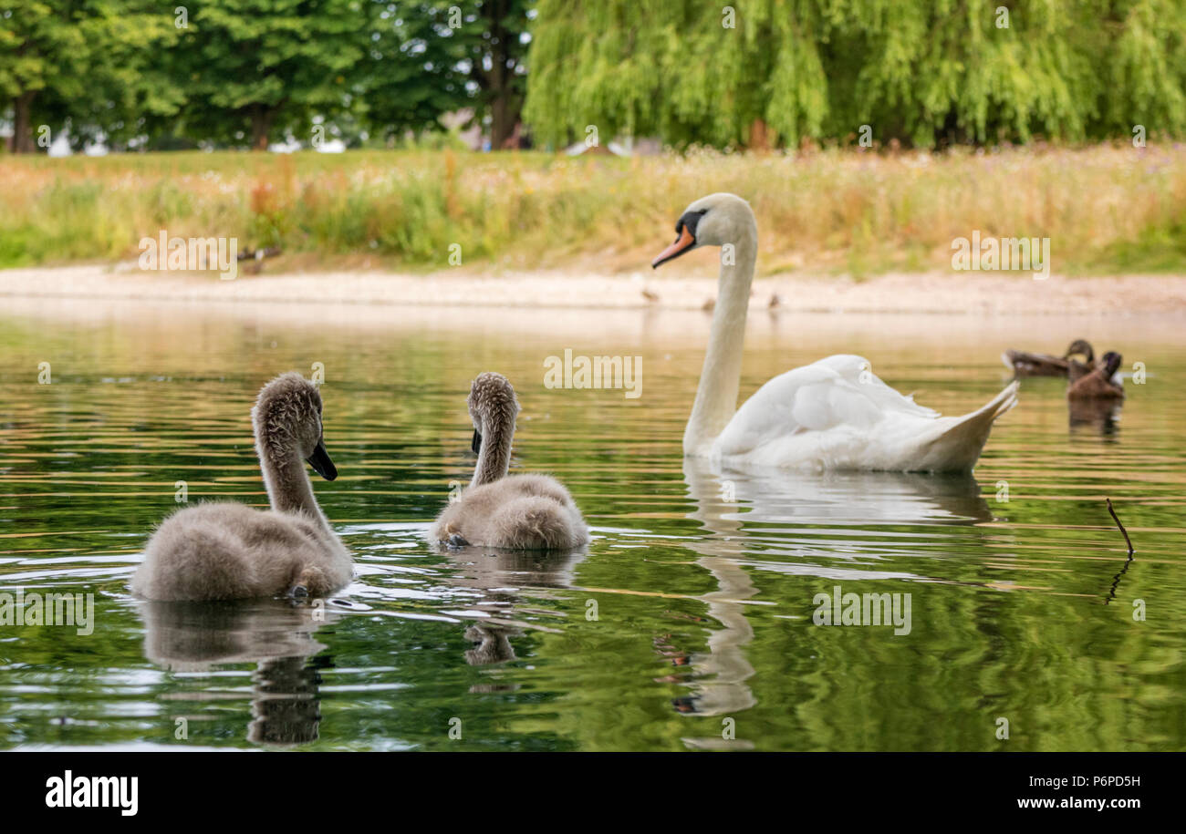 Une famille de cygnes tuberculés Cygnus olor' dans 'Une ville intérieure, England, UK Banque D'Images