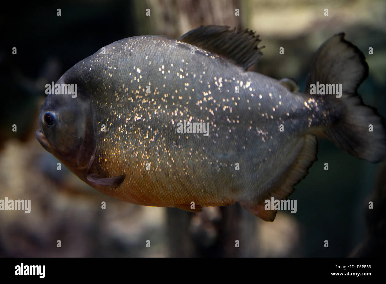 Serrasalmus nattereri Piranha poissons prédateurs dans l'aquarium. Banque D'Images