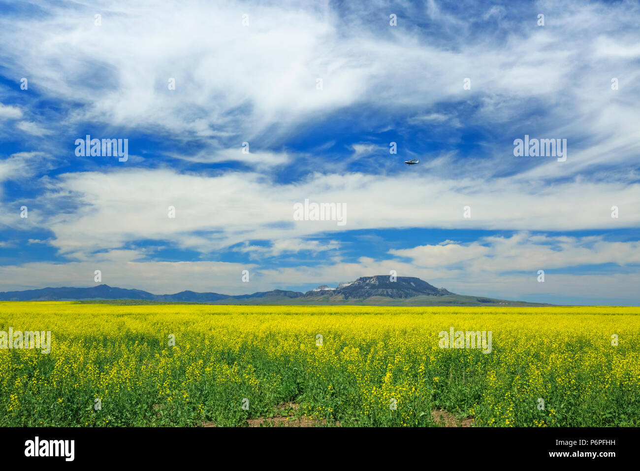 Vol d'un avion plus de champ de canola et square butte près de Geraldine, Montana Banque D'Images