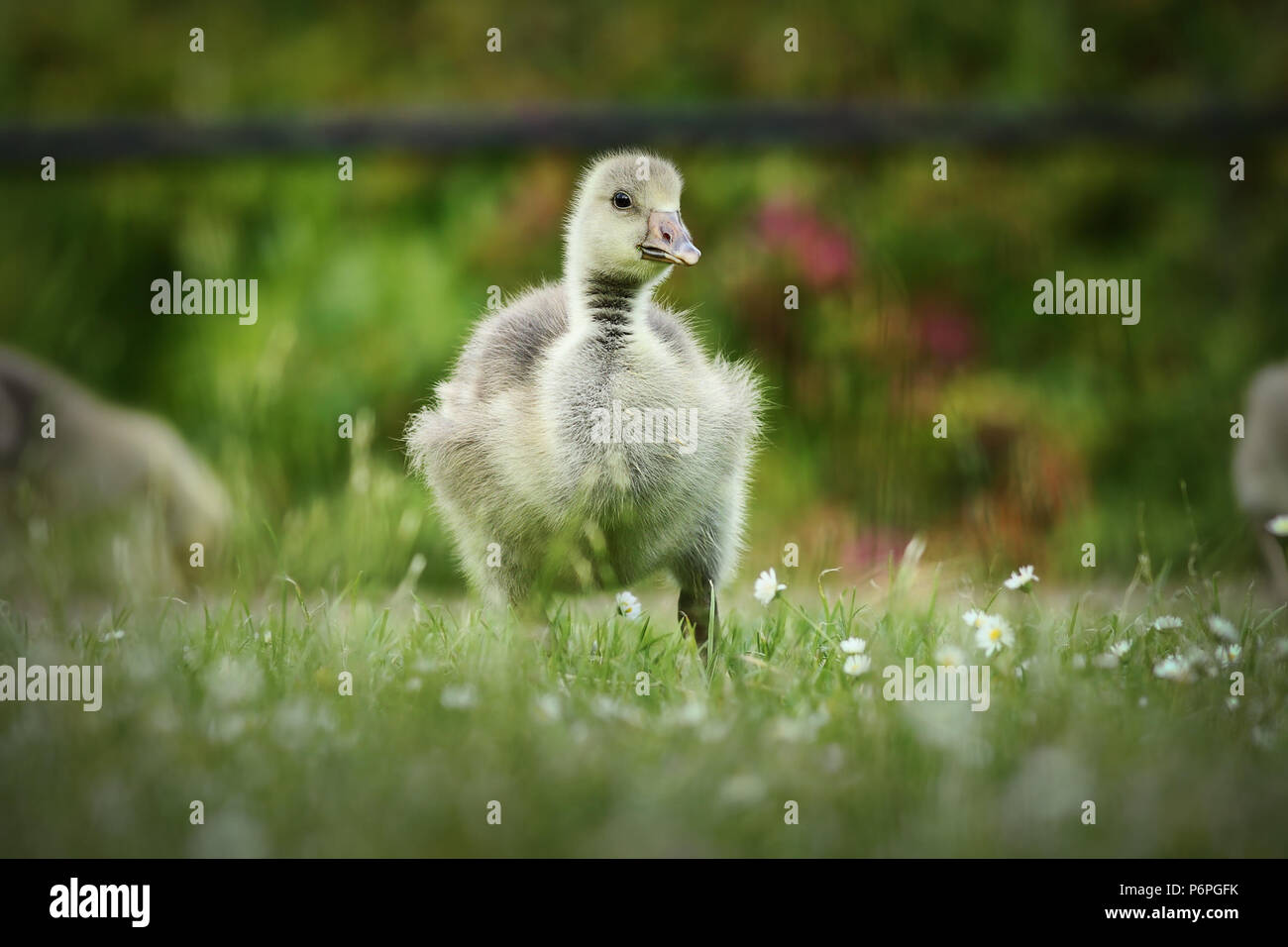 Close up of fluffy mignon gosling on lawn Banque D'Images