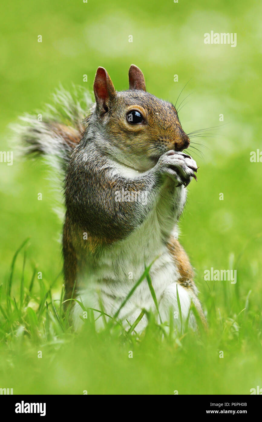 L'écureuil gris dans le parc, debout sur pelouse verte ( Sciurus carolinensis ) Banque D'Images