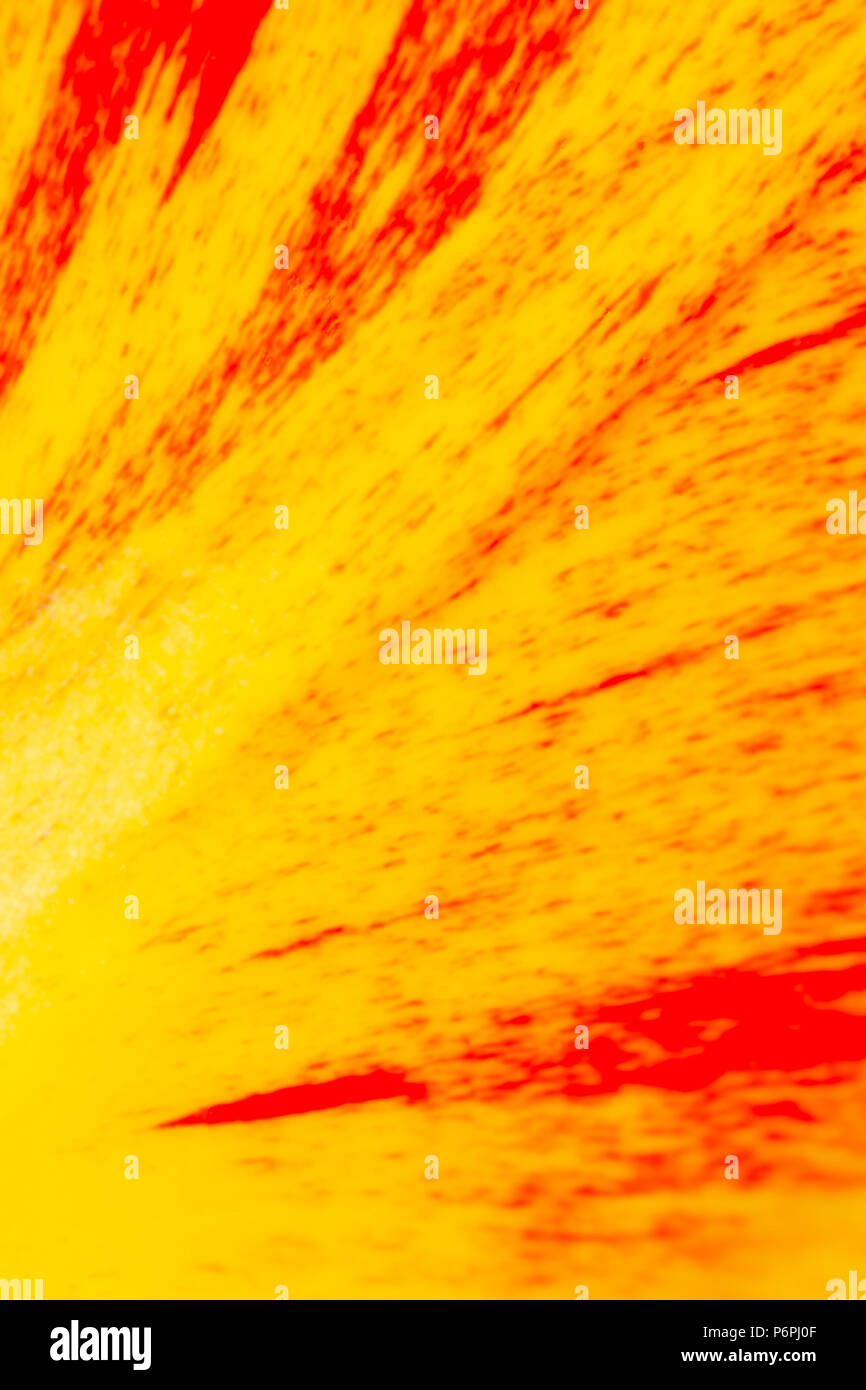 Abstract orange et jaune fleur fond tulip Banque D'Images