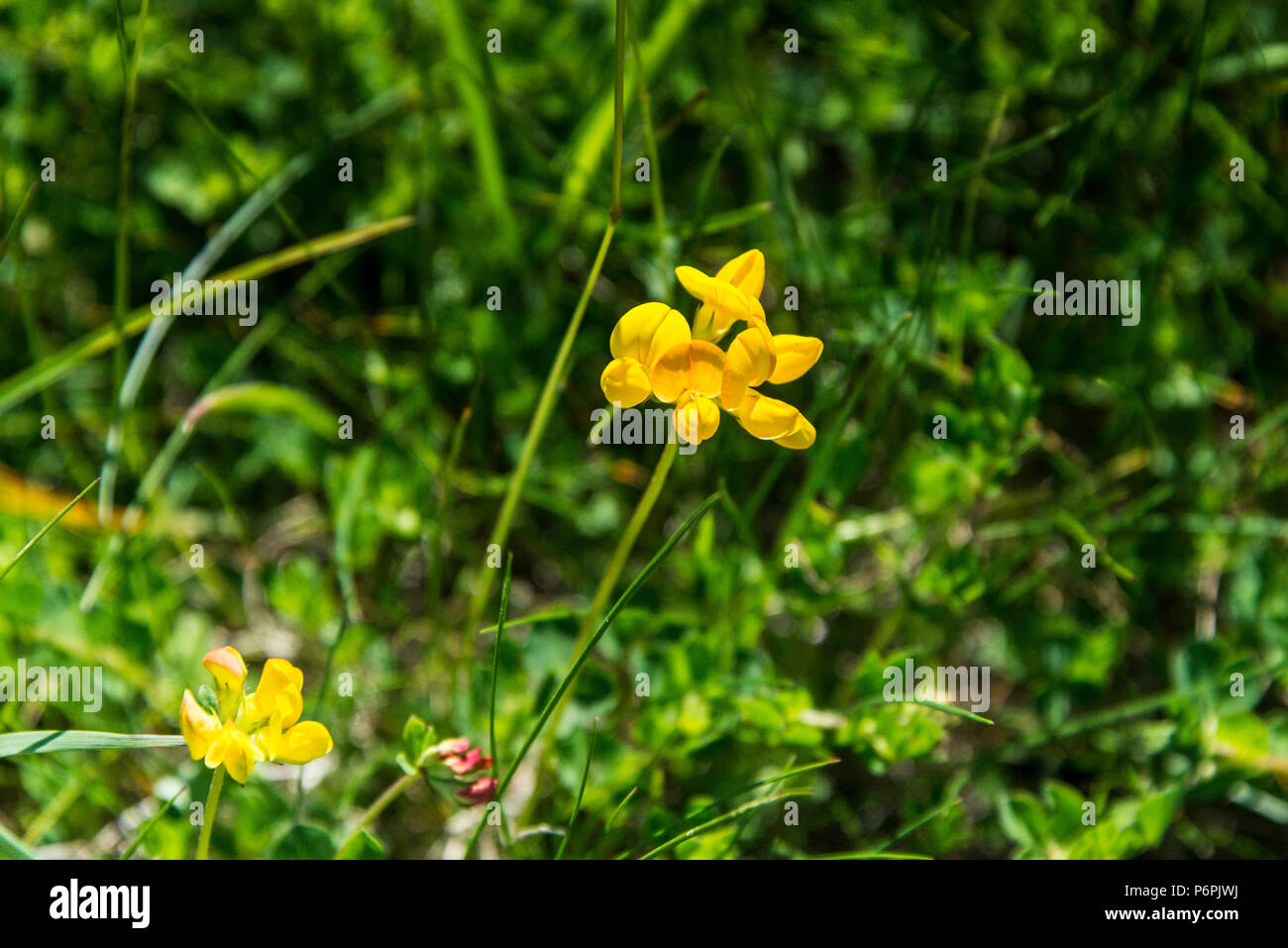 Le lotier (Lotus corniculatus) Banque D'Images