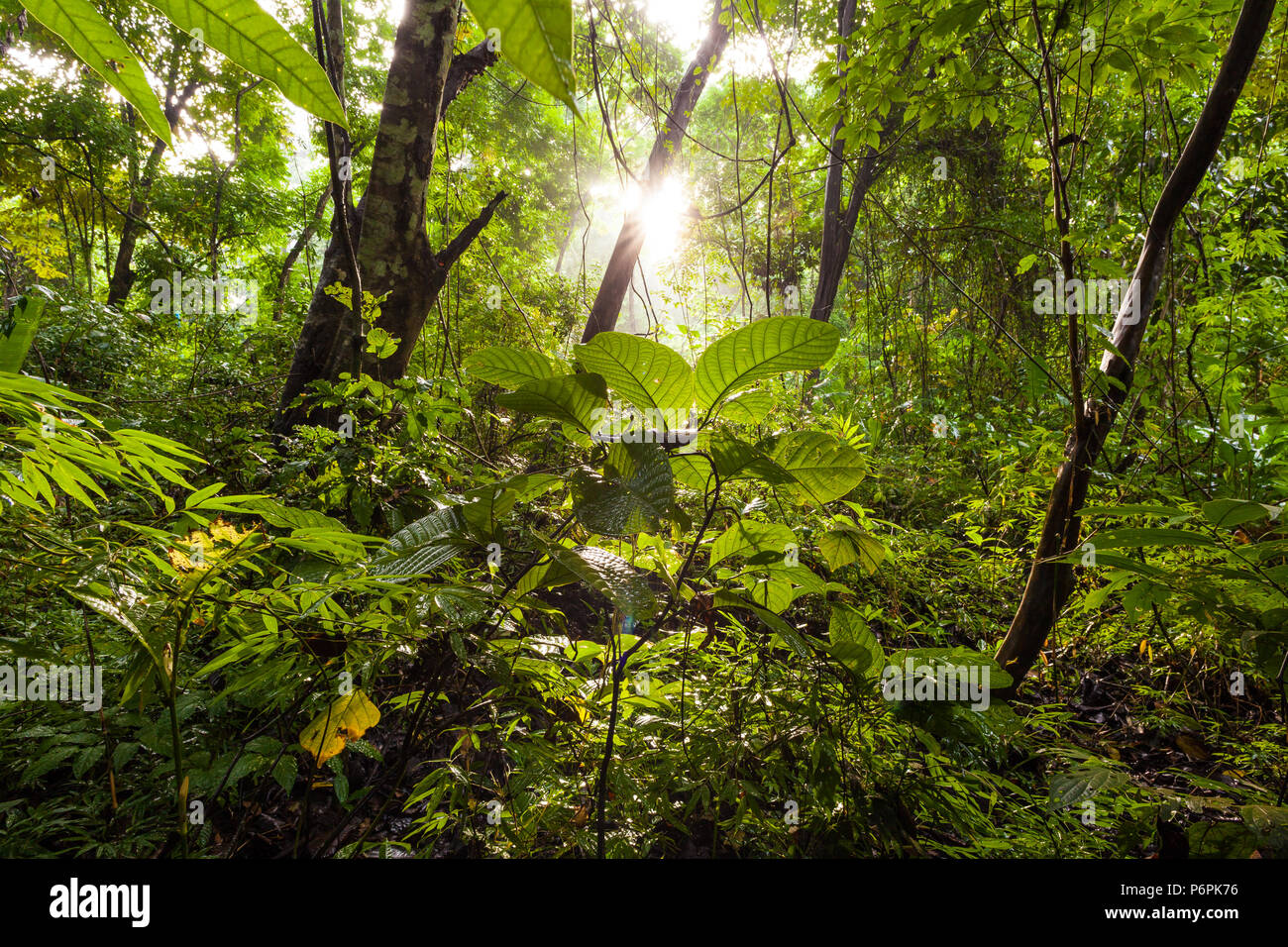 Lever de soleil dans la forêt tropicale du parc métropolitain, la ville de Panama, République du Panama. Banque D'Images