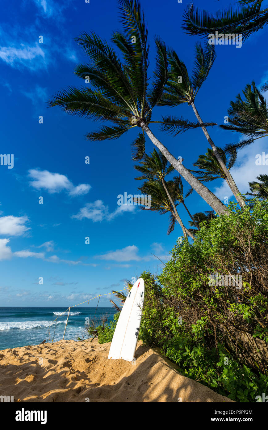 Surf Board appuyé contre un arbre sur Sunset Beach, North Shore d'Oahu, Hawaii surf, avec du sable et palmiers dans le vent Banque D'Images