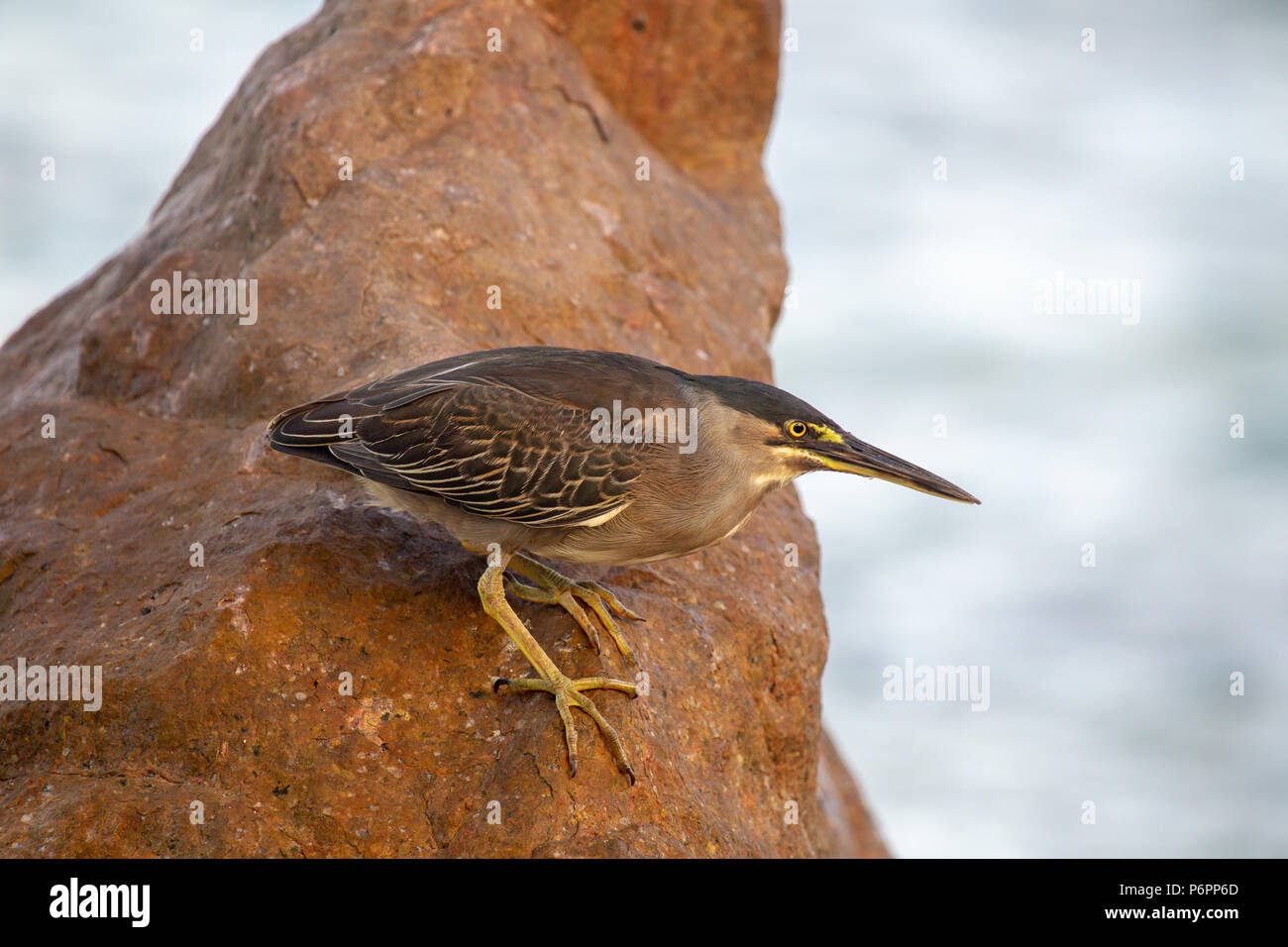 Héron strié (Butorides striata) assis sur les rochers au large de Praslin, Seychelles dans l'Océan Indien. Banque D'Images
