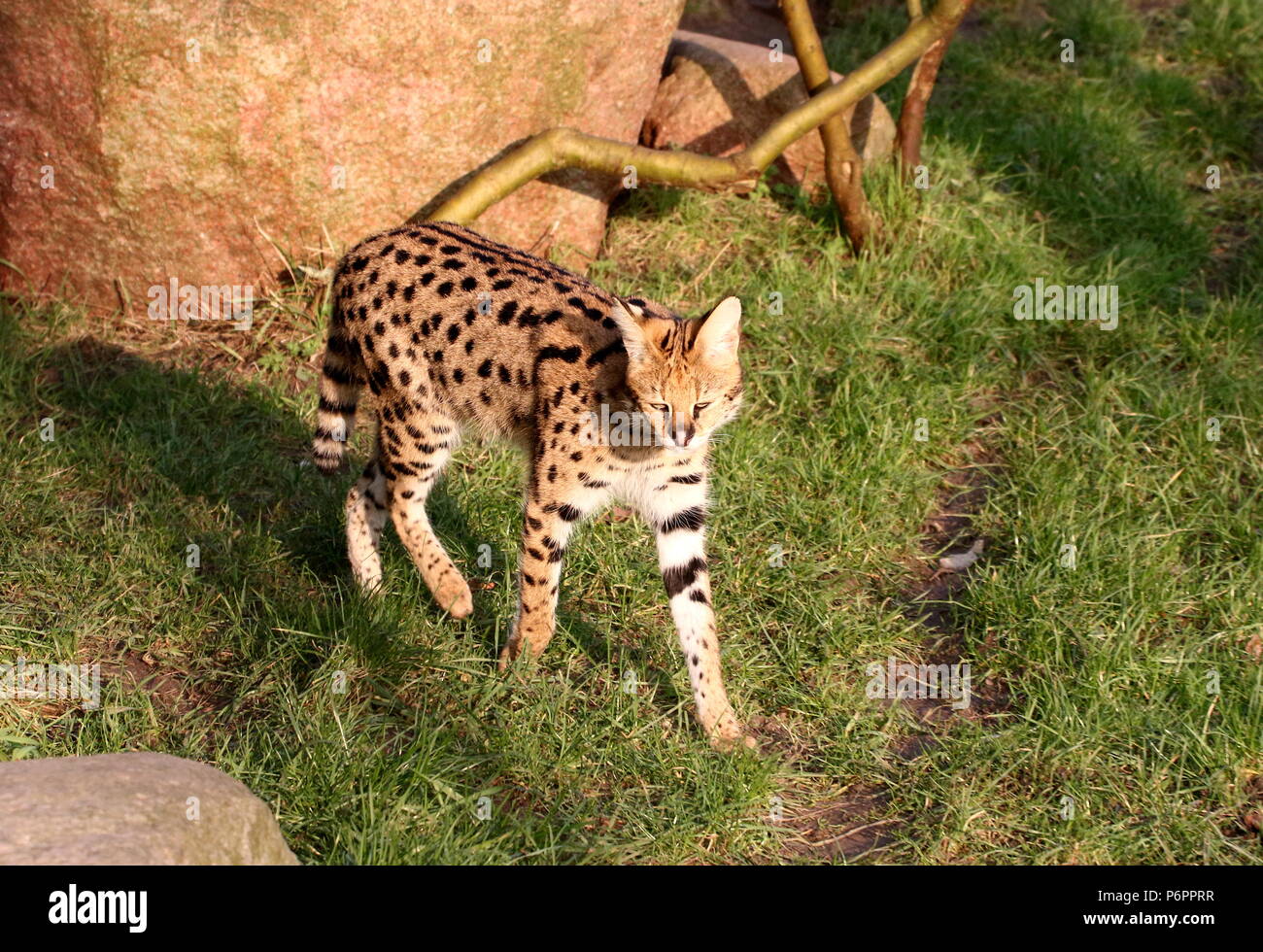 (Leptailurus serval africain femelle serval) la marche vers l'appareil photo Banque D'Images