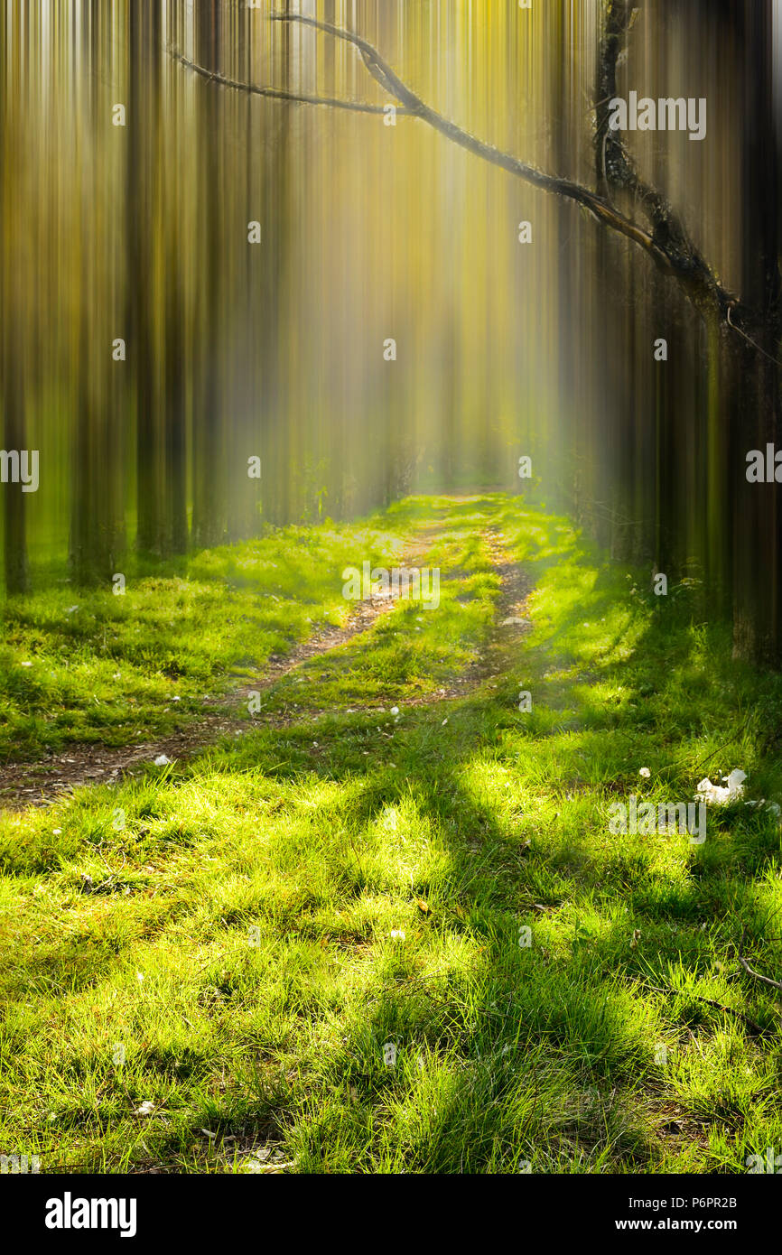 Chemin entouré d'arbres dans notre pays l'interne. Composé de deux images (l'un et l'autre encore avec mouvement) pour donner un coup d'oeil à la scène. Banque D'Images