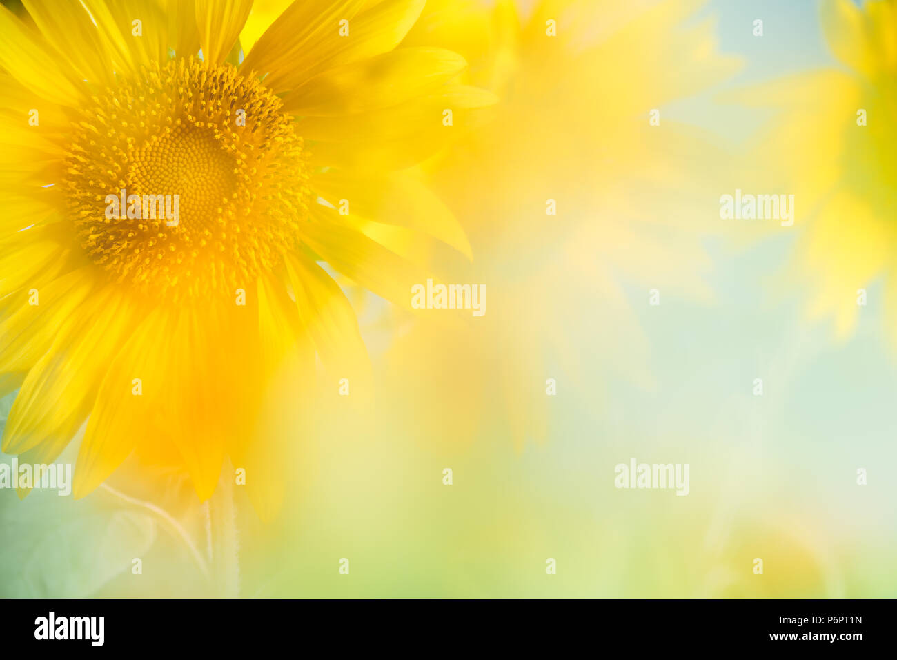 Arrière-plan de tournesol,copyspace pour votre texte. Banque D'Images