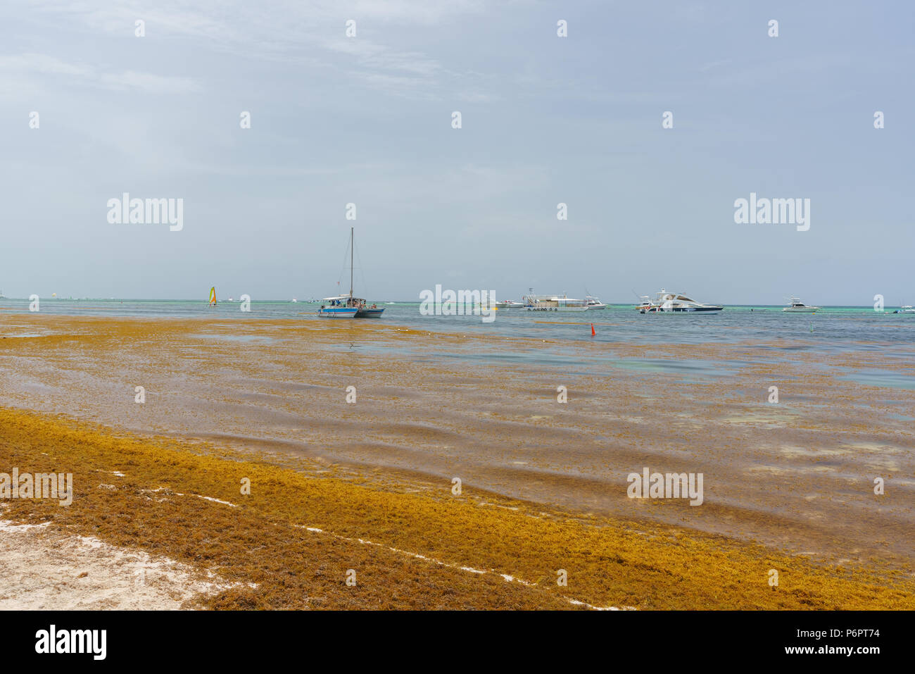 Punta Cana, République dominicaine - le 24 juin 2018 : l'algue sargassum sur la plage de l'océan beaytiful à Bavaro, Punta Cana, le résultat du réchauffement climatique Le changement climatique. Banque D'Images