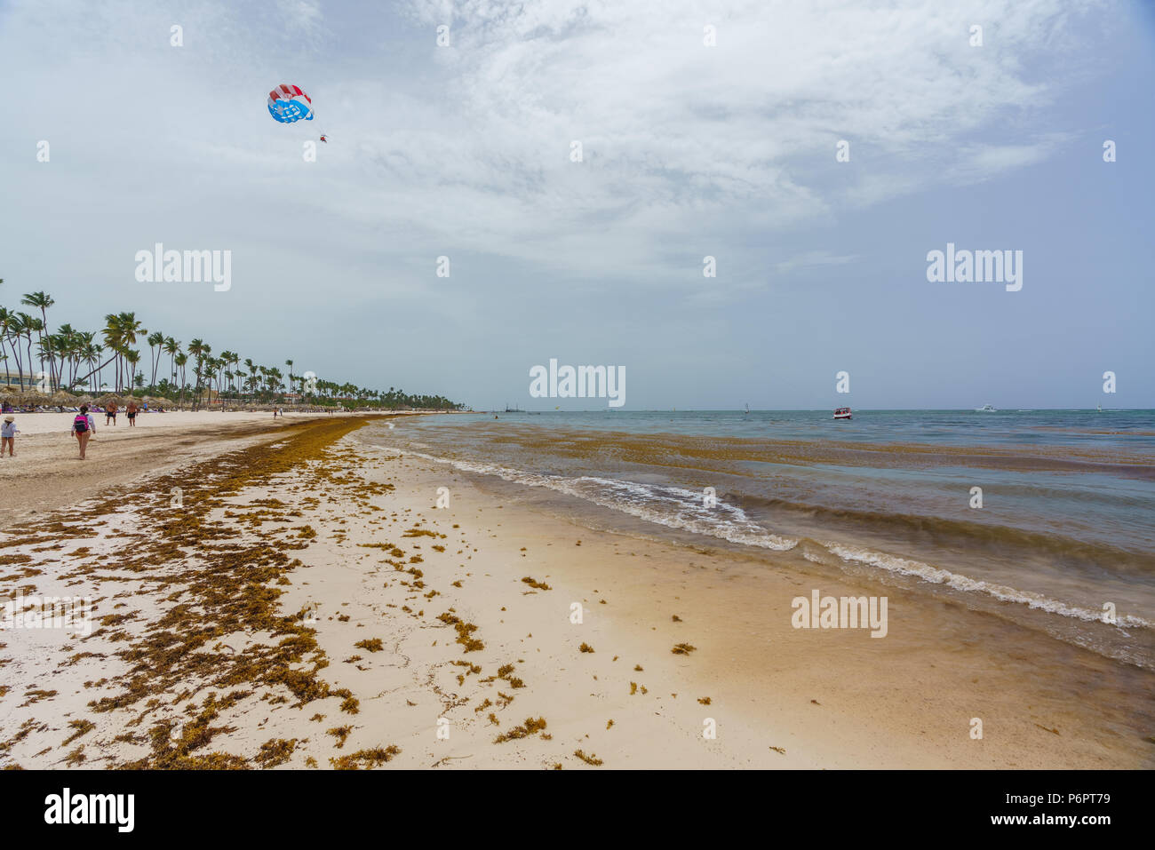 Punta Cana, République dominicaine - le 24 juin 2018 : l'algue sargassum sur la plage de l'océan beaytiful à Bavaro, Punta Cana, le résultat du réchauffement climatique Le changement climatique. Banque D'Images