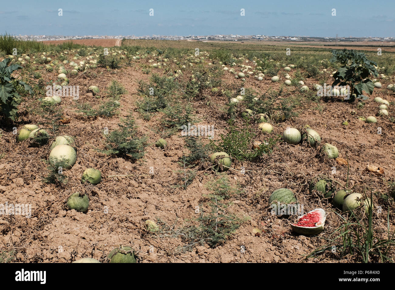 Le kibboutz Nahal Oz, en Israël. 2 juillet, 2018. Une pastèque domaine appartenant au kibboutz Nahal Oz, dans le Shaar HaNegev Regional Council, près de la bande de Gaza, à l'horizon. Une vague d'incendies criminels le terrorisme palestinien est maintenant à son quatrième mois. Des bombes incendiaires et explosifs sont livrés à partir de la bande de Gaza en Israël par des ballons gonflés à l'hélium ou cerfs-volants. Quelque 40 kilomètres carrés de champs agricoles et forestières ont été incendiés. Banque D'Images