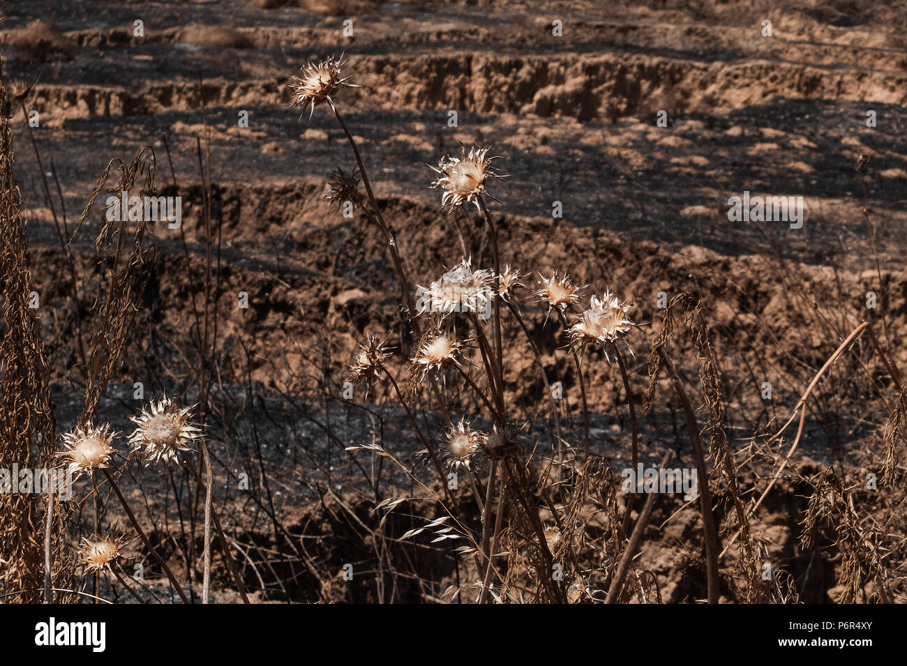 Kibbutz Beéri, Israël. 2 juillet, 2018. La suite d'une vague d'incendies criminels, le terrorisme palestinien maintenant dans son quatrième mois, est évident près du kibboutz Beéri, dans le conseil régional Eshkol, près de la bande de Gaza. Des bombes incendiaires et explosifs sont livrés à partir de la bande de Gaza en Israël par des cerfs-volants et des ballons remplis d'hélium. Quelque 40 kilomètres carrés de champs agricoles et forestières ont été incendiés. Banque D'Images