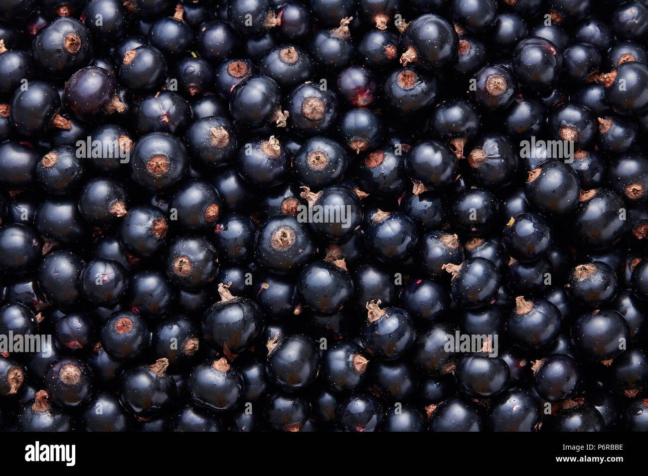 Accueil fraîchement cueillis cultivées cassis. Full Frame shot de cassis. Banque D'Images