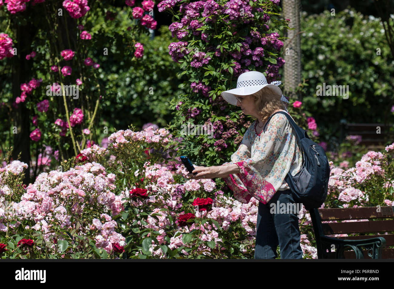 Photographier une femme roses avec son smartphone. Banque D'Images