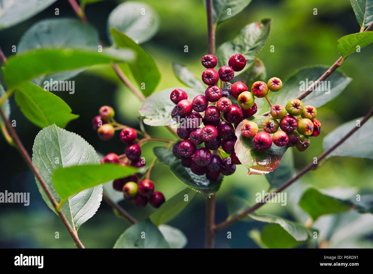 Petits fruits pas mûrs (Aronia melanocarpa aronia noir, aronie) poussant dans le jardin. Les baies Aronia début à changer de couleur. Banque D'Images