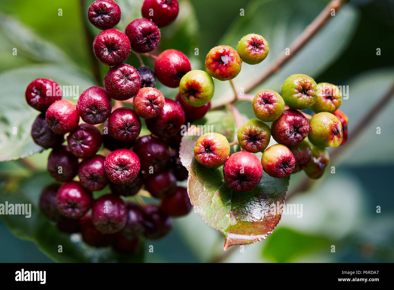 Petits fruits pas mûrs (Aronia melanocarpa aronia noir, aronie) poussant dans le jardin. Les baies Aronia début à changer de couleur. Banque D'Images