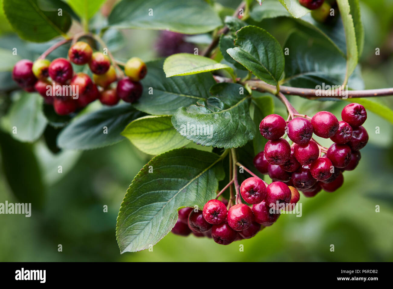 Petits fruits pas mûrs (Aronia melanocarpa aronia noir, aronie) poussant dans le jardin. Les baies Aronia début à changer de couleur. Banque D'Images