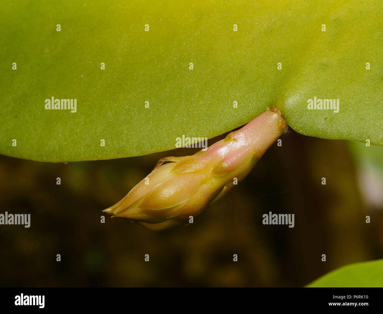 Reine de la nuit, la floraison cactus Banque D'Images