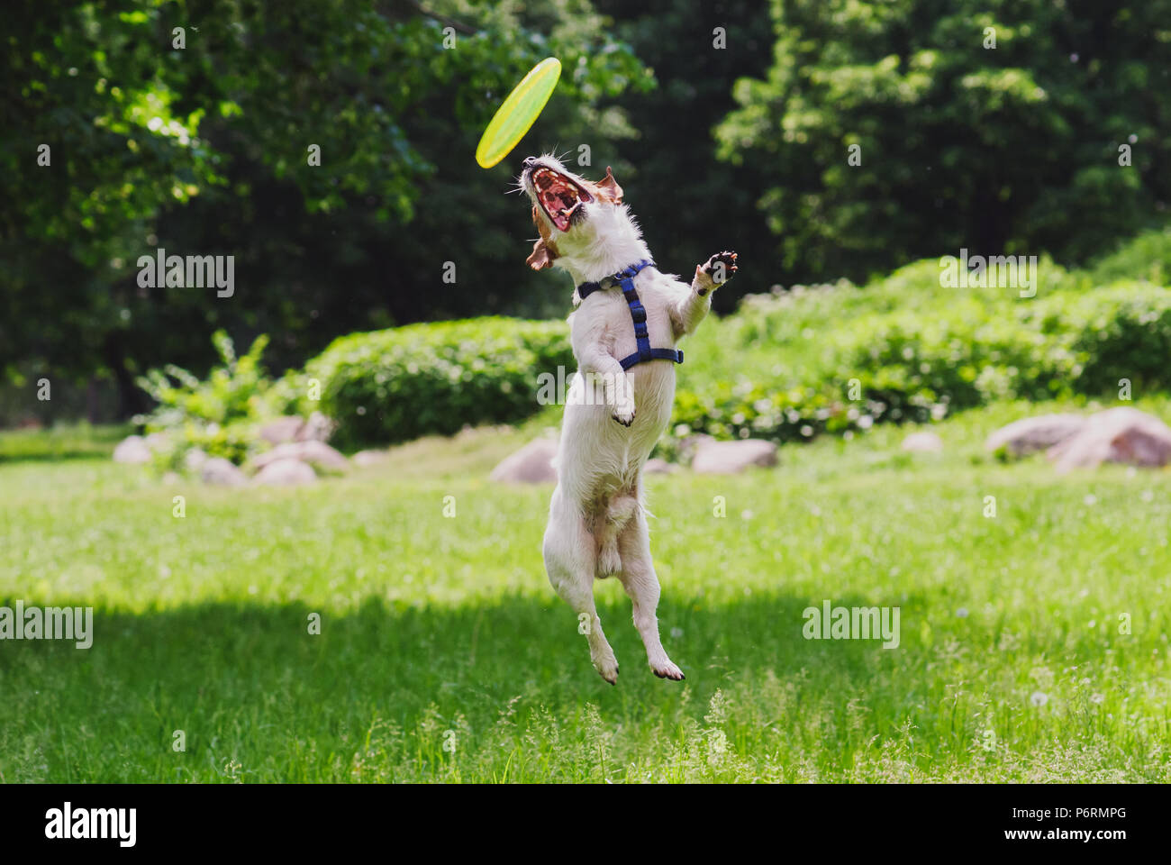 Chien Agile saute et fait des tours avec flying disc Banque D'Images