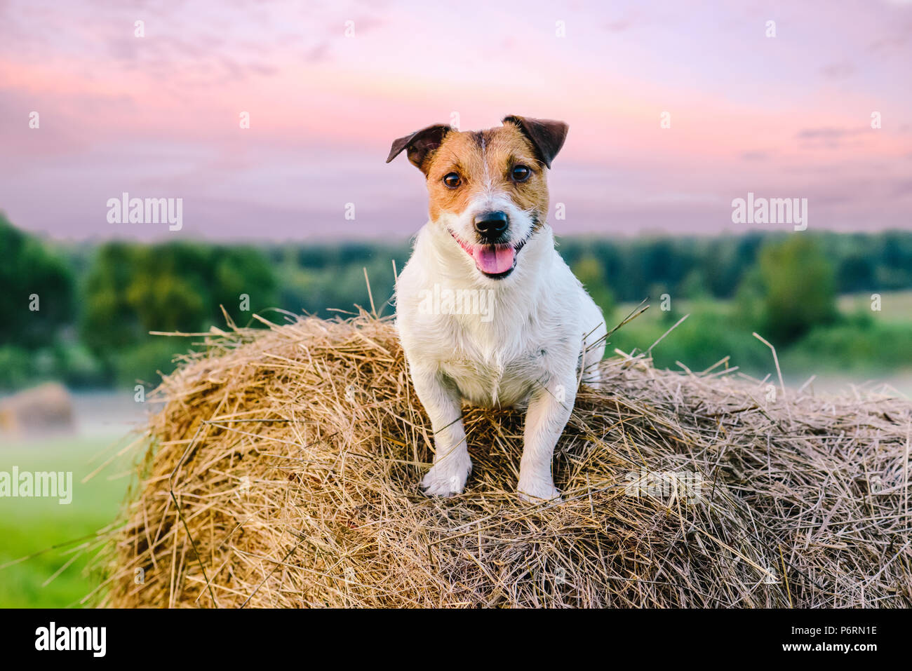 Scène rustique avec chien de ferme sur meule au coucher du soleil Banque D'Images