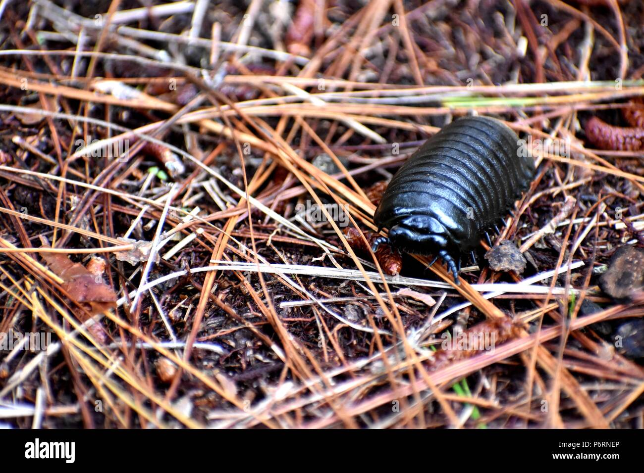 Bug sur armadillo déplacer Banque D'Images