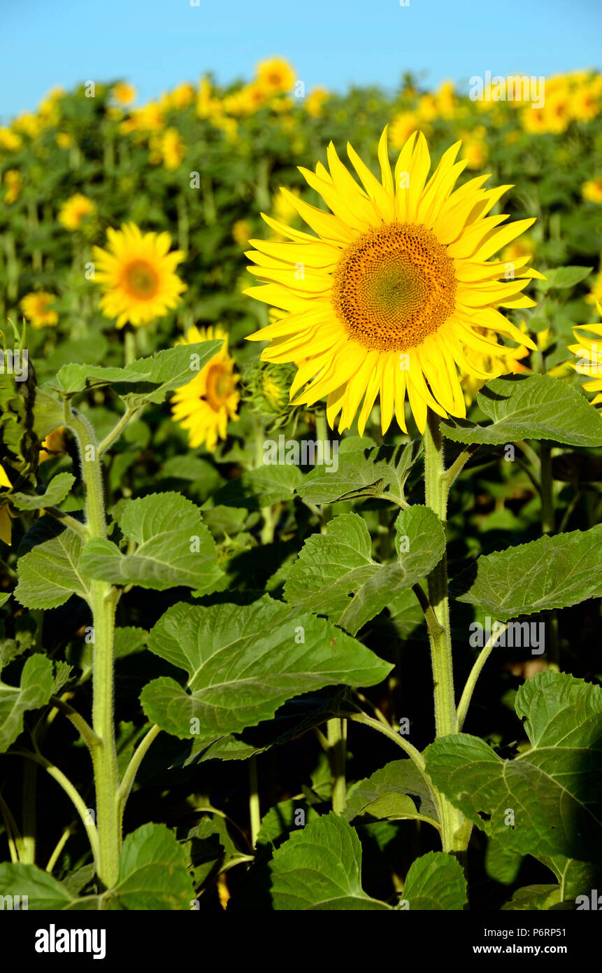Et tournesol tournesol flou pour champ d'été floral background Banque D'Images