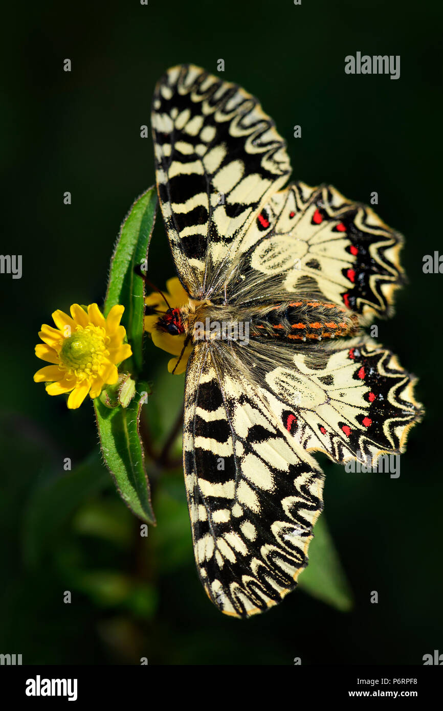 Le sud de Festoon butterfly - Zerynthia polyxena, beau papillon rare couleur de prés et prairies européennes. Banque D'Images