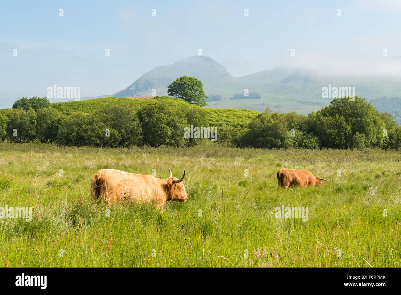 Colline Dumgoyne, Campsie Fells, Killearn, Stirlingshire, Scotland, UK Banque D'Images