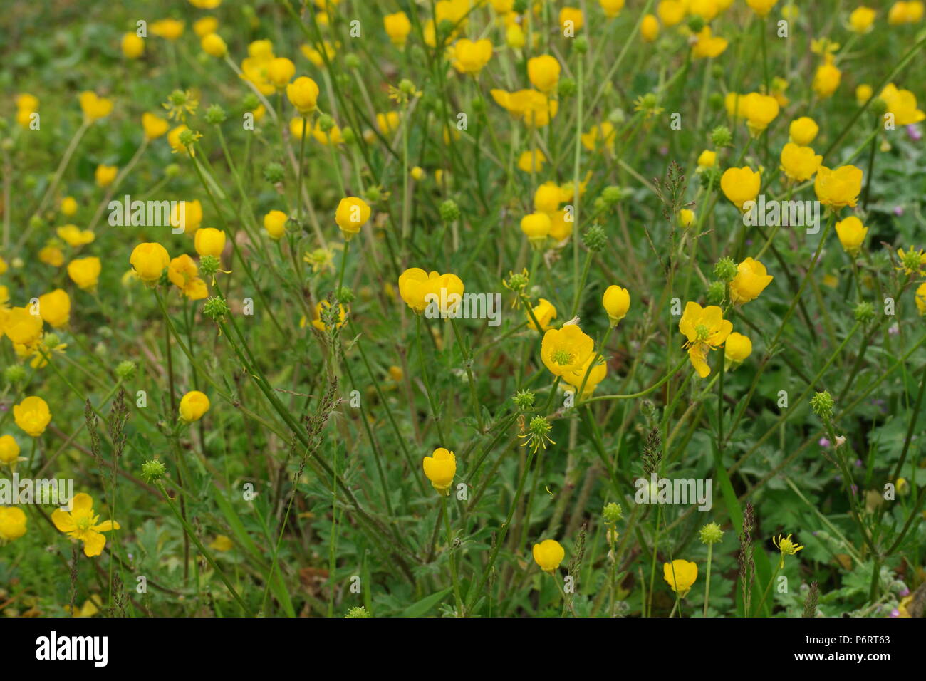 Ranunculus bulbosus (Knolliger Hahnenfuß) Renoncule bulbeuse (Renoncule Bulbeuse ()) Banque D'Images