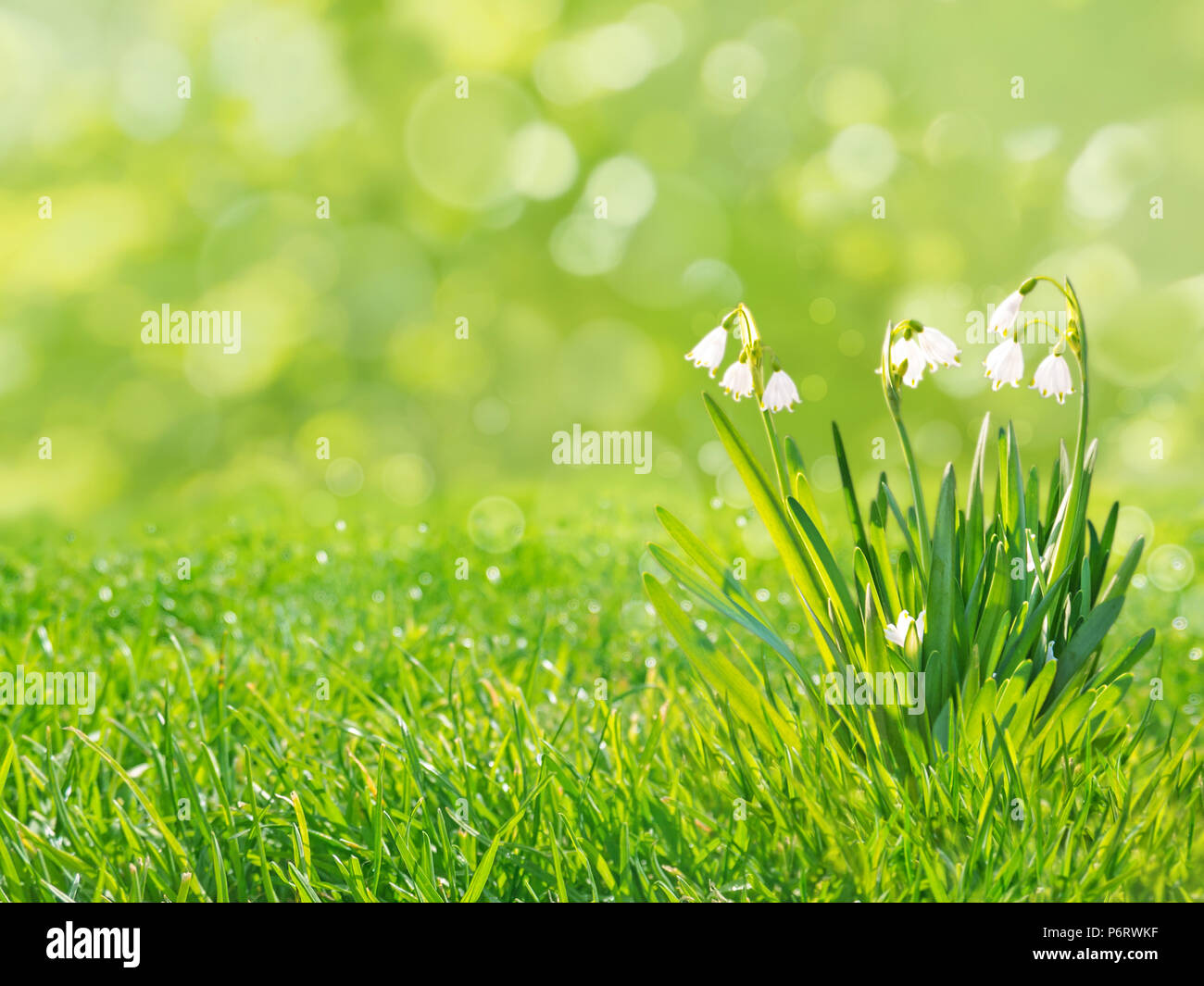 Fleurs blanc perce-neige sur la pelouse au printemps gazon arrière-plan flou Banque D'Images