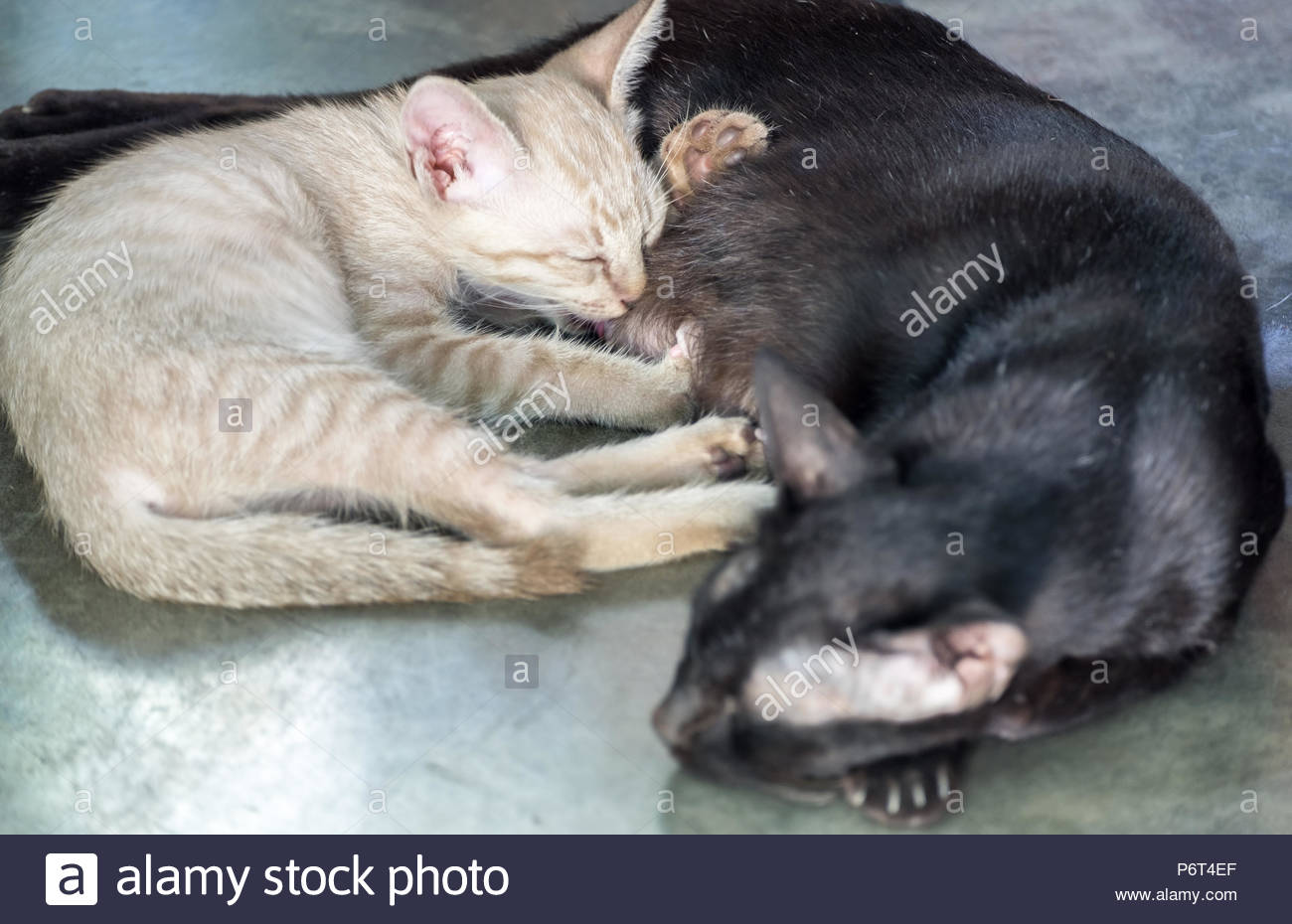 Peu de blanc chaton mignon câlin maman chat noir