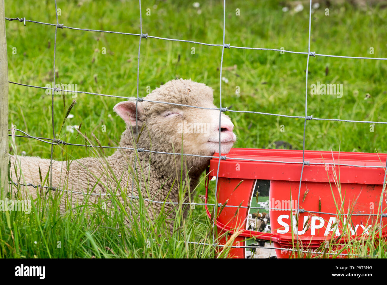 Le Nord du Pays de Galles les brebis avec agneaux Banque D'Images