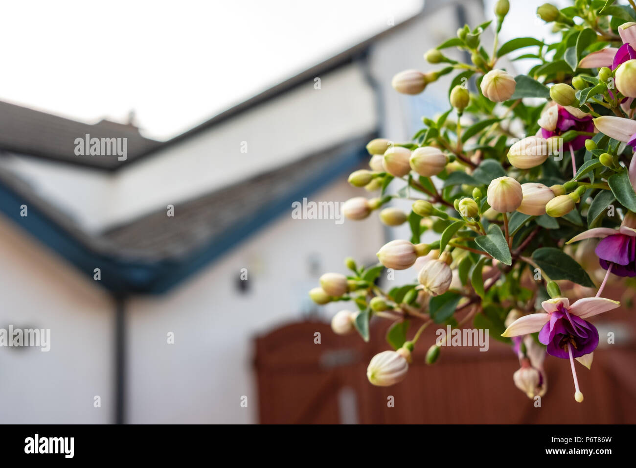 Foyer peu profond, image isolée de fleurs d'été en fleurs vues dans un pot de plante suspendu attaché à une clôture. Banque D'Images