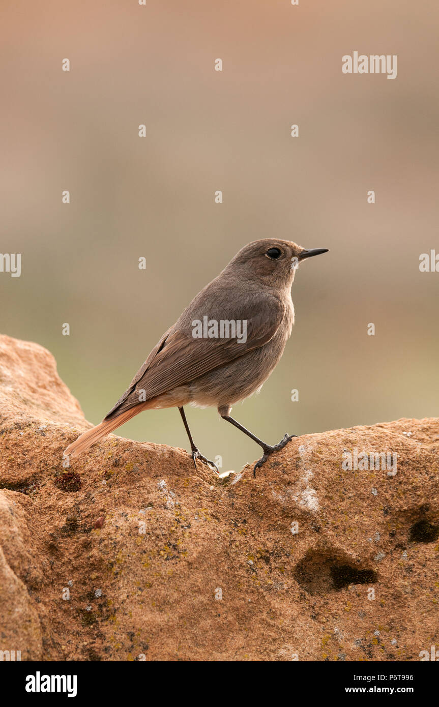 Rougequeue noir (Phoenicurus ochruros) Banque D'Images
